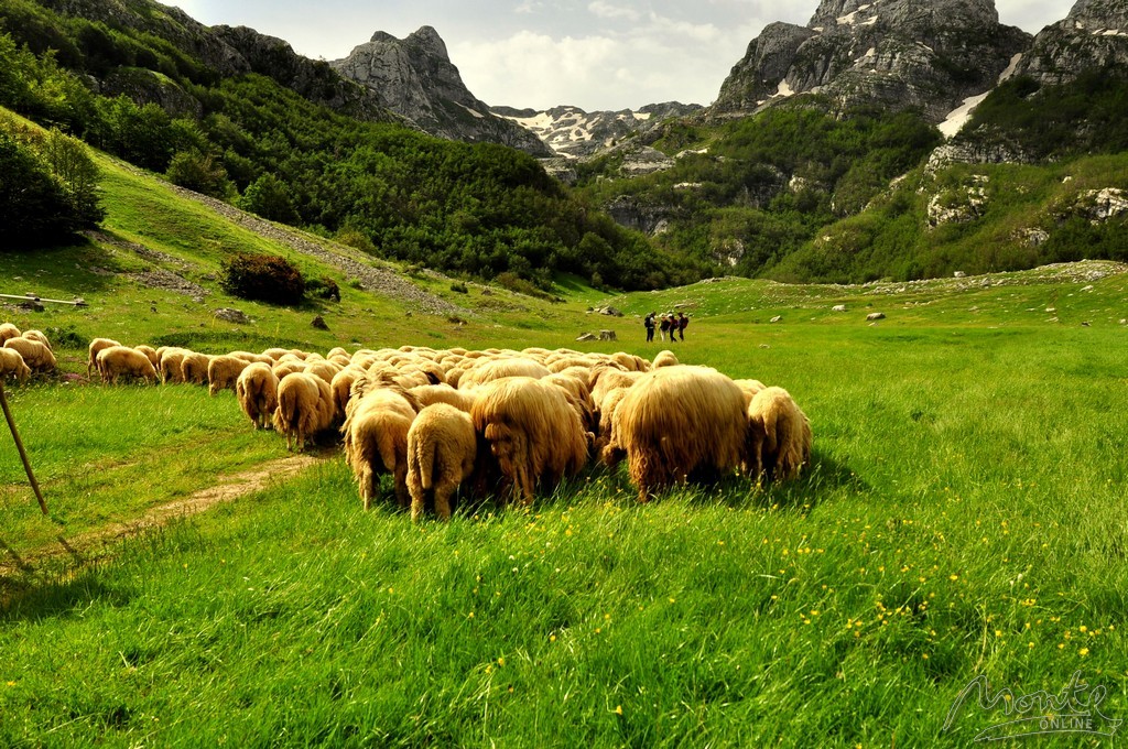 овцы в горах