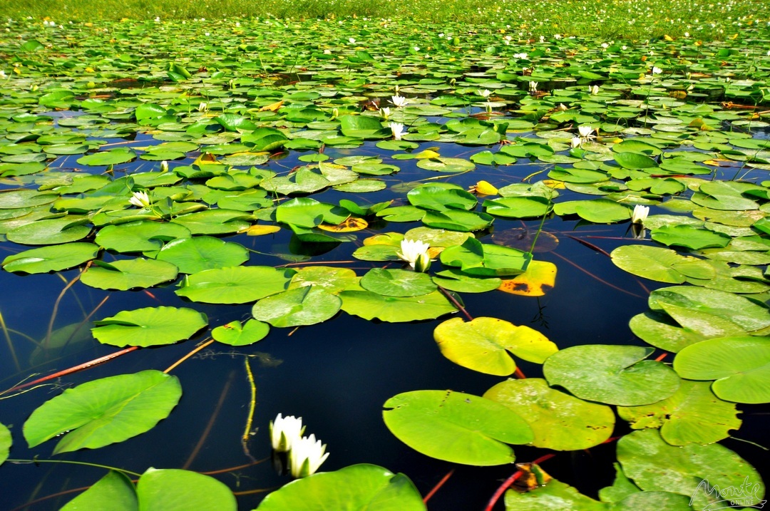Лилии на Скадарском озере, Черногория